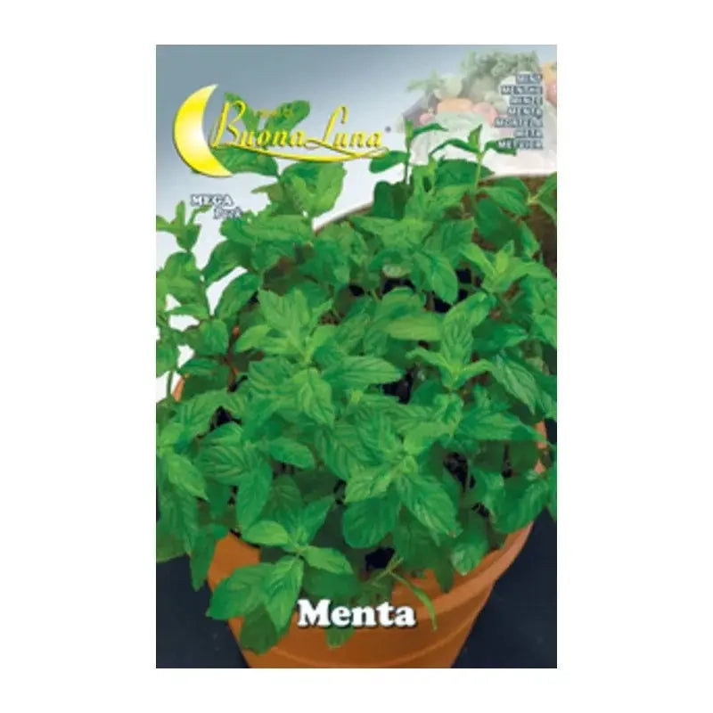 semi orto menta 10 pz