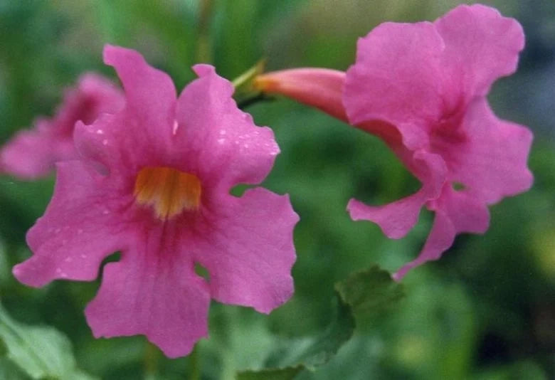 Bulbi di Incarvillea Delavayi Rosa I – Fiori eleganti e raffinati