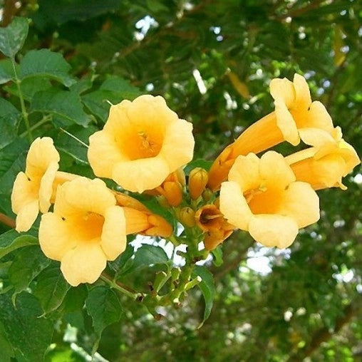 BIGNONIA GIALLA radicane FLAVA rampicante in vaso 18 cm AMDGarden