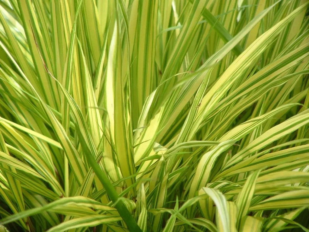 Gardenaria Hakonechloa macra 'Aureola' - Graminacea ornamentale da esterno Altezza: 40 cm (vaso 17)