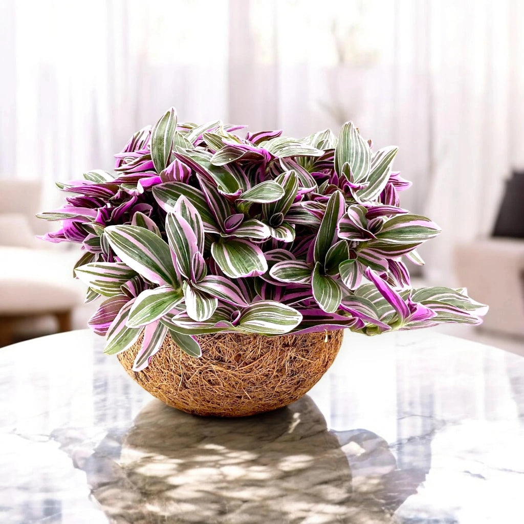 Gardenaria Tradescantia cerinthoides Sweetness - Pianta da interno ornamentale Altezza: 20 cm (vaso 15)