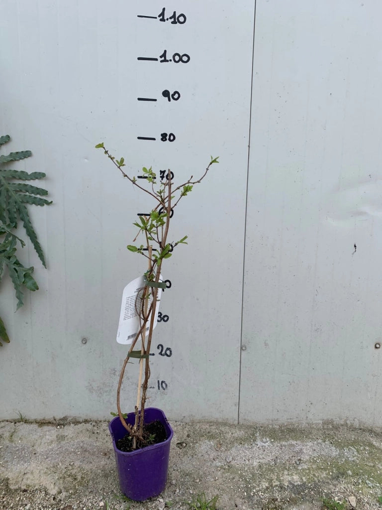 Mirtillo siberiano "Duet" (Lonicera kamtschatica)