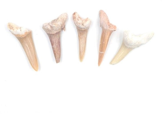 Set di fossili naturali 5 pezzi - Specimen per meditazione - Decorazione per la casa - Regalo per bambini - Educativo