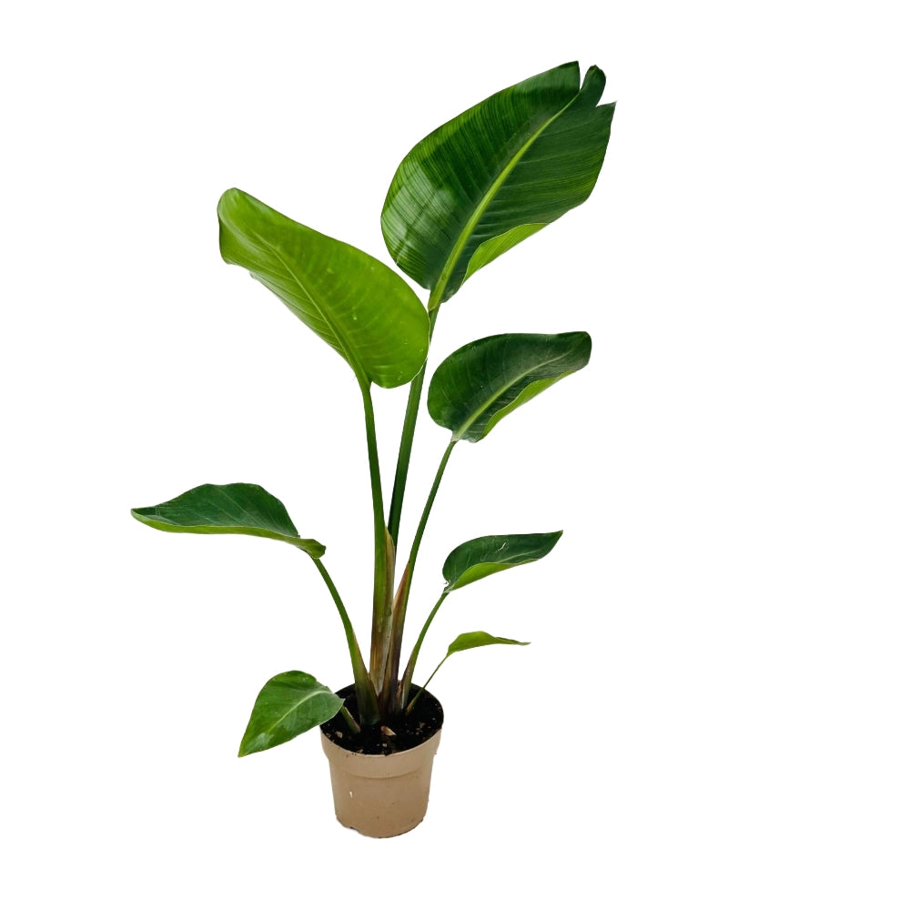 Pianta STERLIZIA strelitizia UCCELLO DEL PARADISO BIANCO falso banano vaso 17 CM