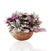 Gardenaria Tradescantia cerinthoides Sweetness - Pianta da interno ornamentale Altezza: 20 cm (vaso 15)