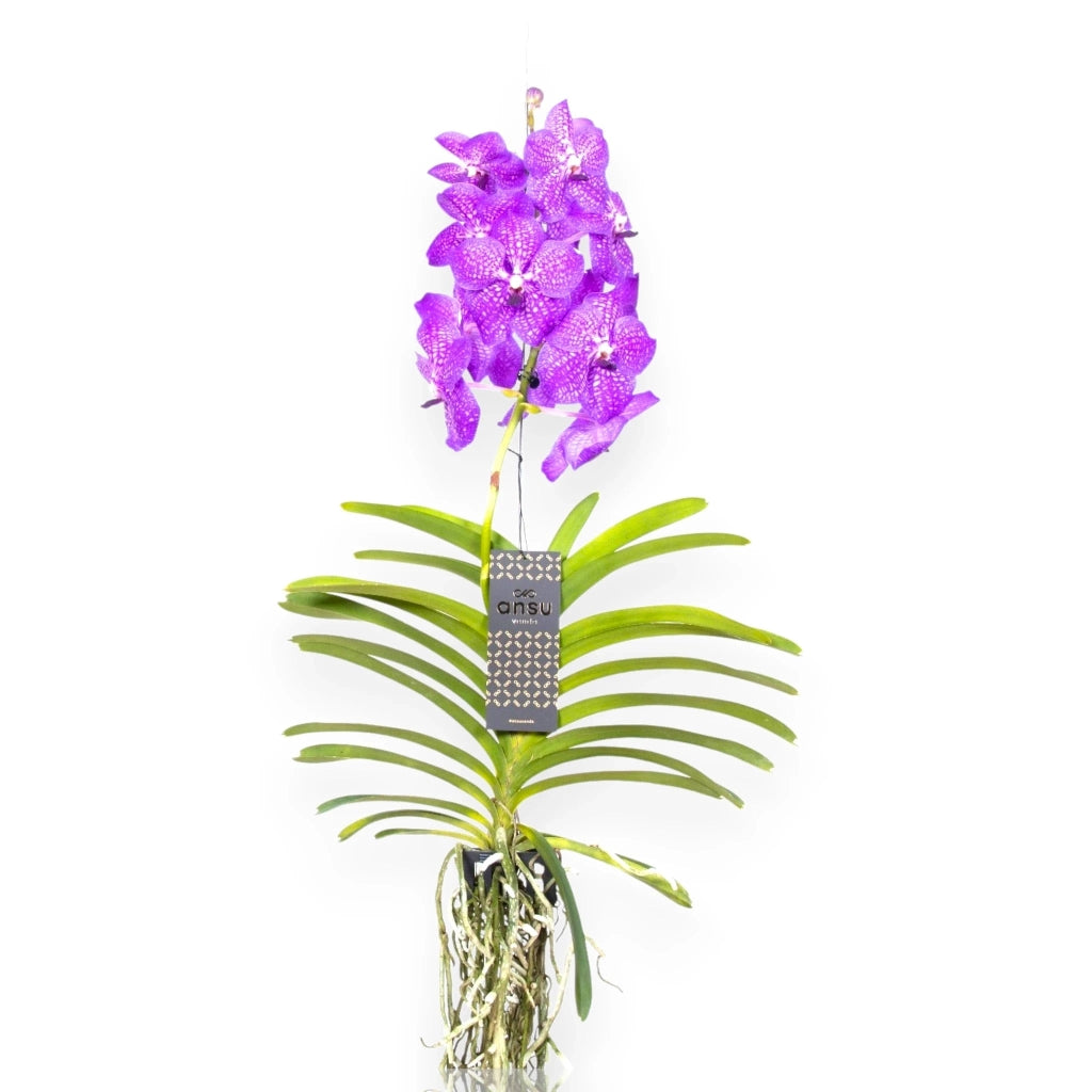 Gardenaria Vanda 'New Blue' - Pianta da interno ornamentale Altezza: 80 cm (vaso 15)