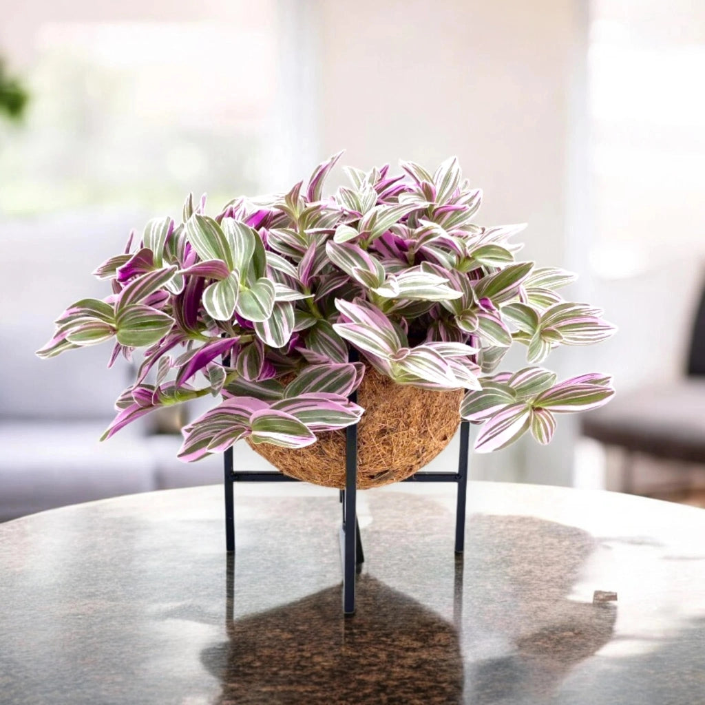 Gardenaria Tradescantia cerinthoides Sweetness - Pianta da interno ornamentale Altezza: 20 cm (vaso 15)