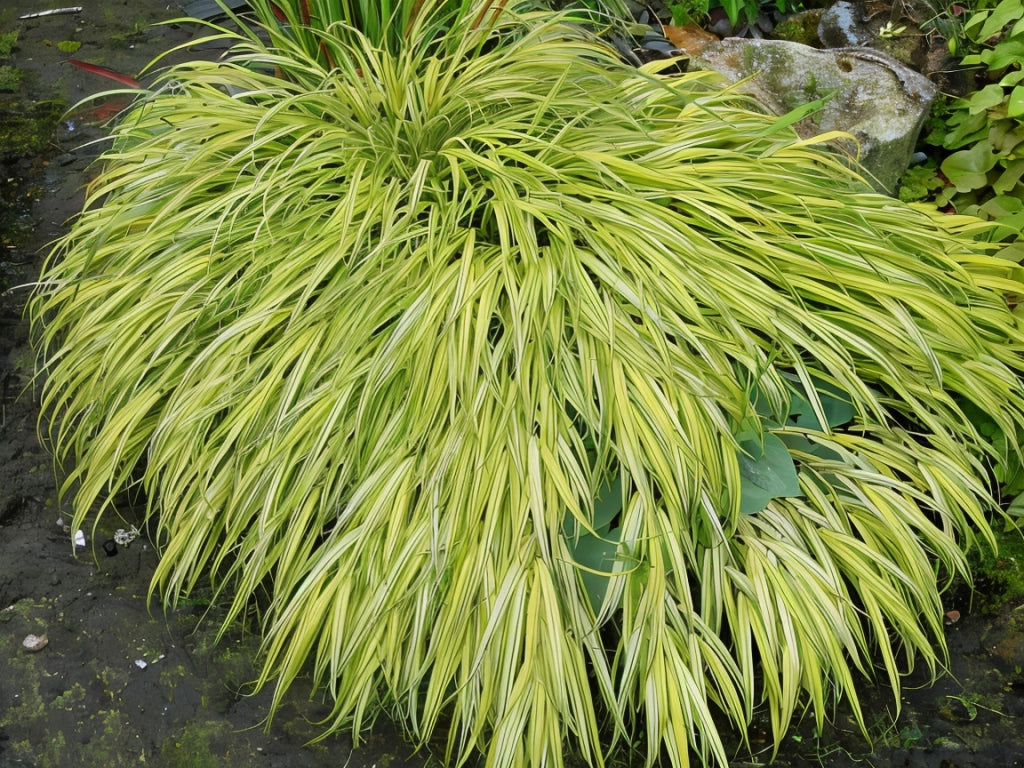 Gardenaria Hakonechloa macra 'Aureola' - Graminacea ornamentale da esterno Altezza: 40 cm (vaso 17)