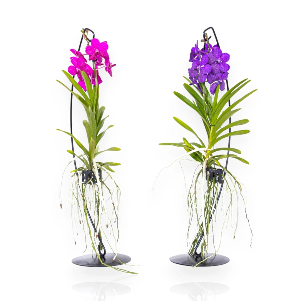 Gardenaria Vanda con supporto - Pianta da interno ornamentale Altezza: 70 cm (vaso 15)
