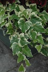 Hedera Helix Gloire de Marengo H150 – Edera Variegata Rampicante Ornamentale