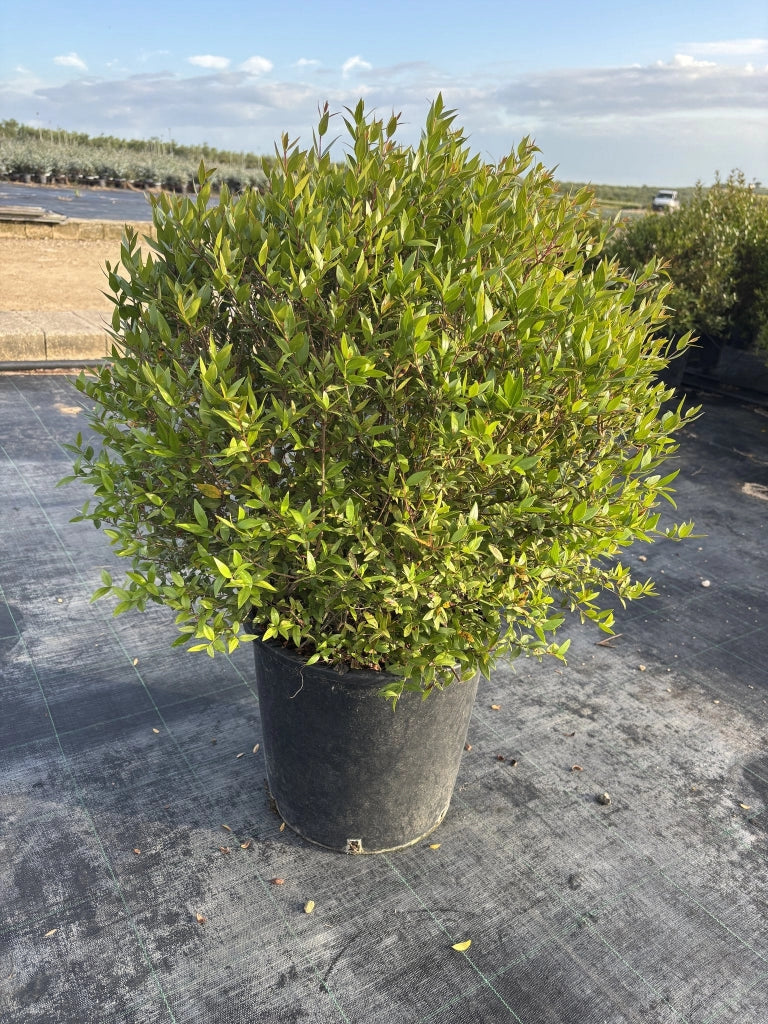 MYRTUS COMMUNIS PALLA 30