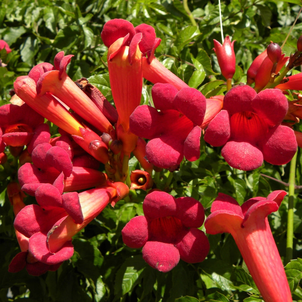 BIGNONIA ROSSA Atropurpurea Tromba d'Angelo vaso 18cm AMDGarden