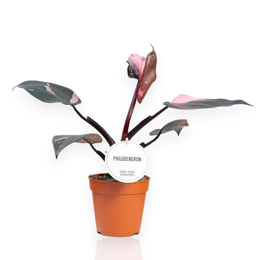 Gardenaria Philodendron 'Burgundy Prince' - Pianta da interno ornamentale Altezza: 25 cm (vaso 12)