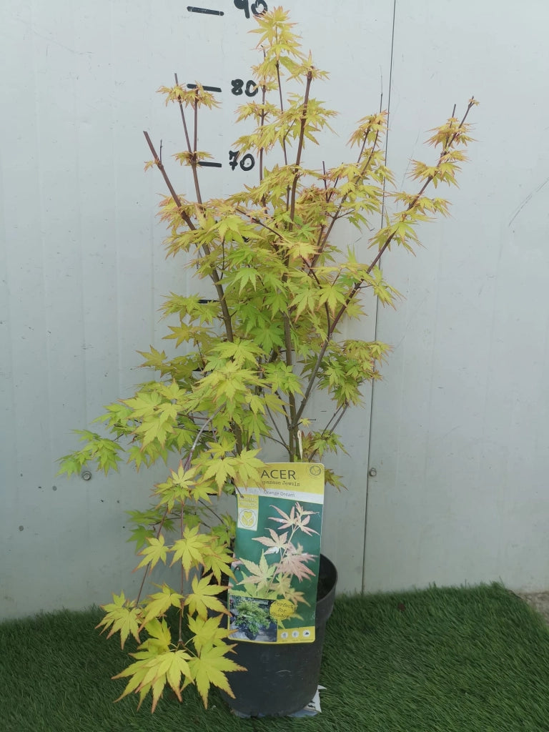 Pianta di ACERO GIAPPONESE Orange Dream Acer Japanase Jewels Foto Reali H 100cm