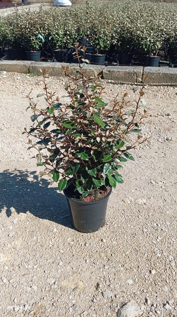 ELEAGNUS EBBINGEI COMPACTA CESP.24