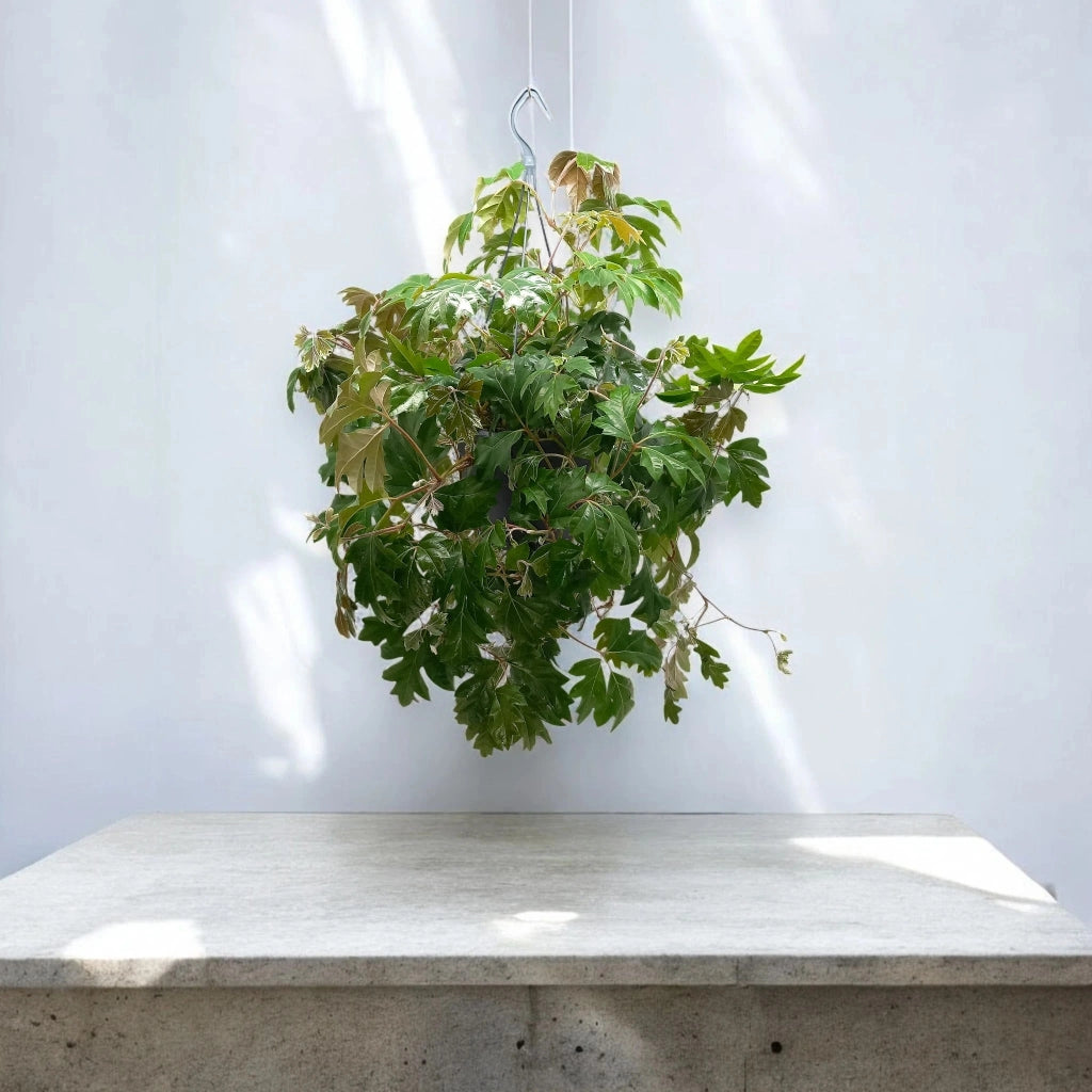 Gardenaria Cissus rhombifolia 'Ellen Danica' - Pianta da interno ornamentale Altezza: 45 cm (vaso 19)