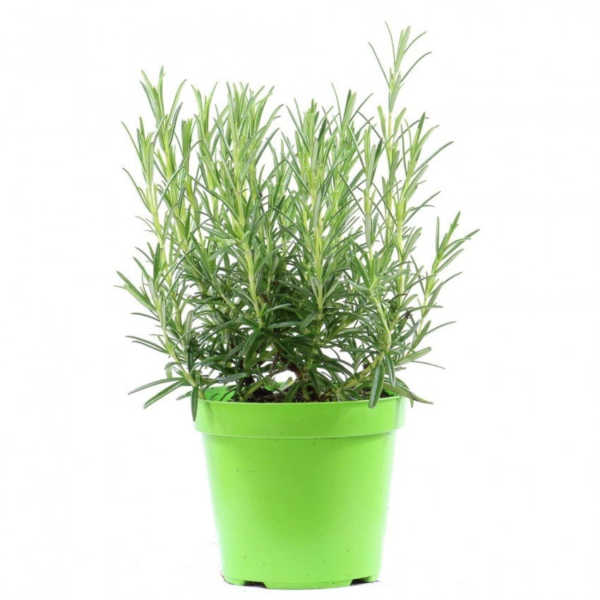 ROSMARINO ERETTO VASO 14CM