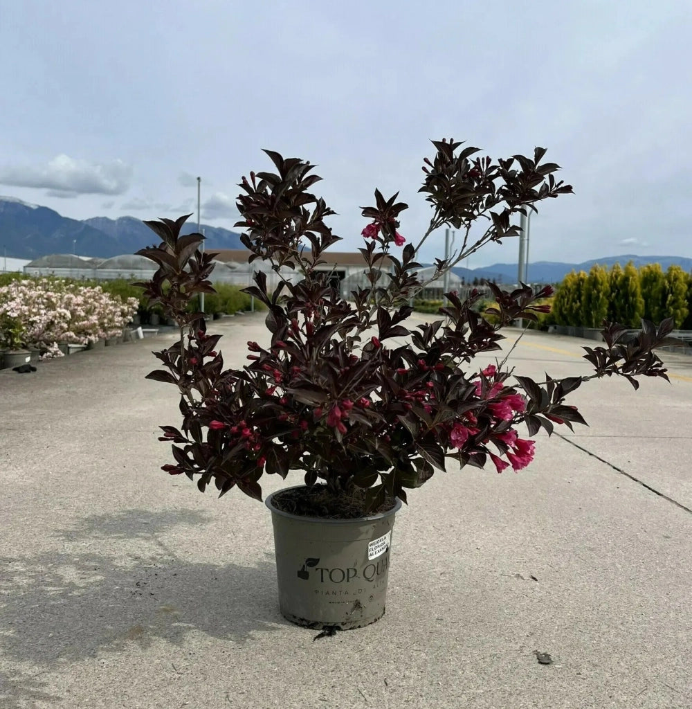 Gardenaria Weigela florida 'Alexandra' - Arbusto ornamentale da giardino Altezza: 40/50 cm (vaso18)