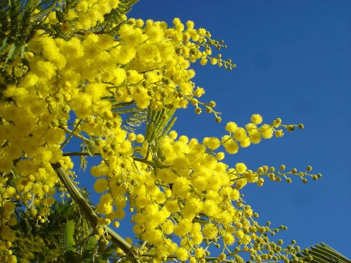 Pianta di Mimosa Acacia Dealbata Vaso 20cm H 140cm
