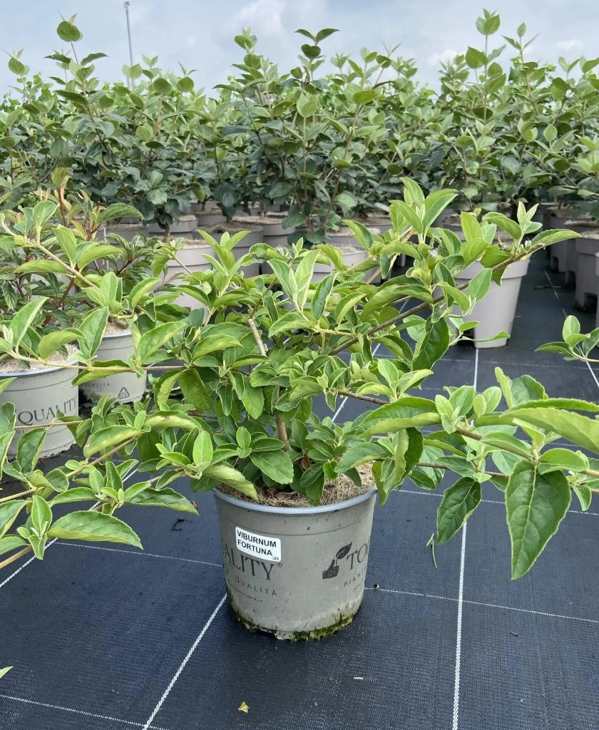 Gardenaria Viburno - Viburnum 'Macrocephalum' - Arbusto ornamentale da giardino Altezza: 50/70 cm (vaso19)