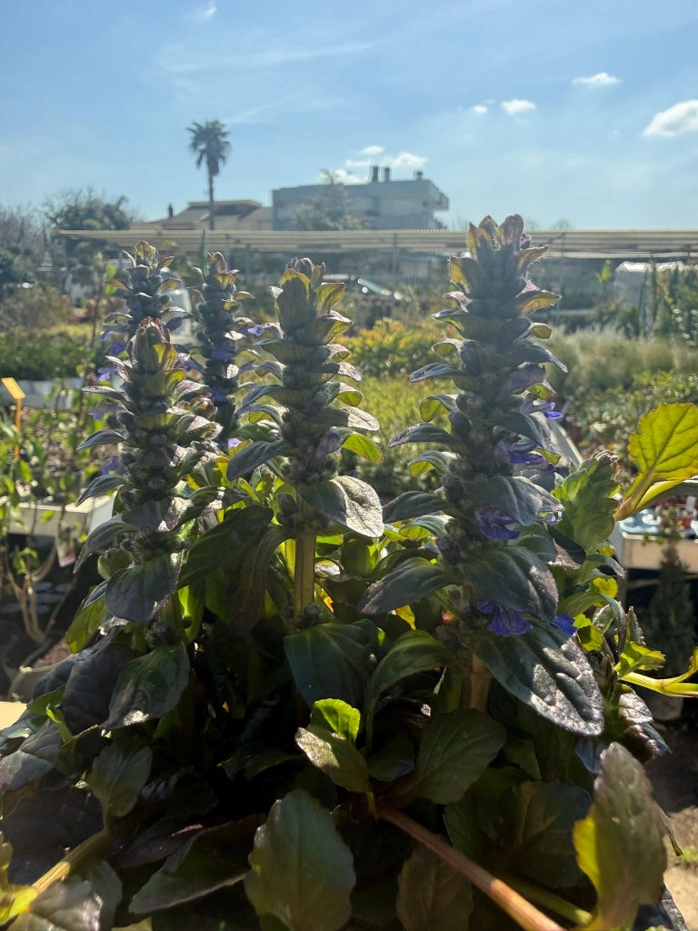 Ajuga vaso 14 cm – Pianta tappezzante con fogliame decorativo e fioritura